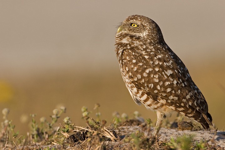 Kaninchenkauz Athene cunicularia Burrowing Owl